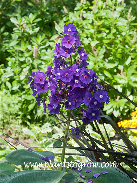 The large terminal panicle with many dark grape purple florets.